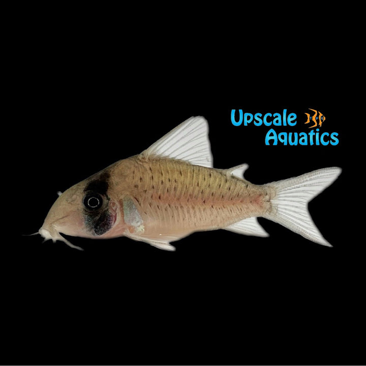 Sychri Corydora (Corydoras sychri)