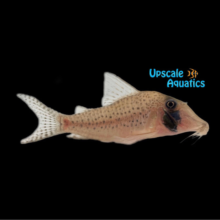 Sychri Corydora (Corydoras sychri)