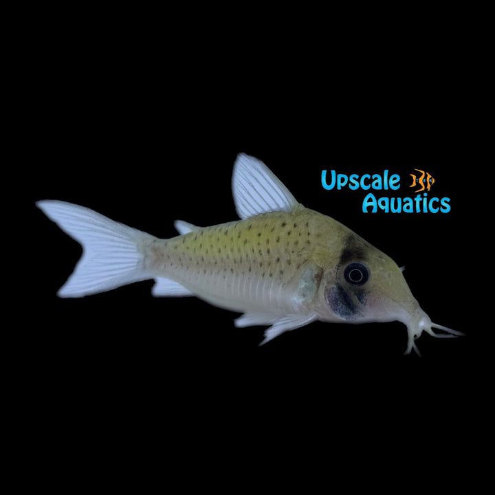 Sychri Corydora (Corydoras sychri)