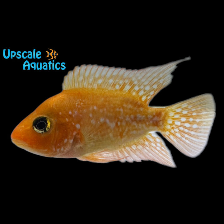 Red Texas Cichlid (Herichthys cyanoguttatum red)