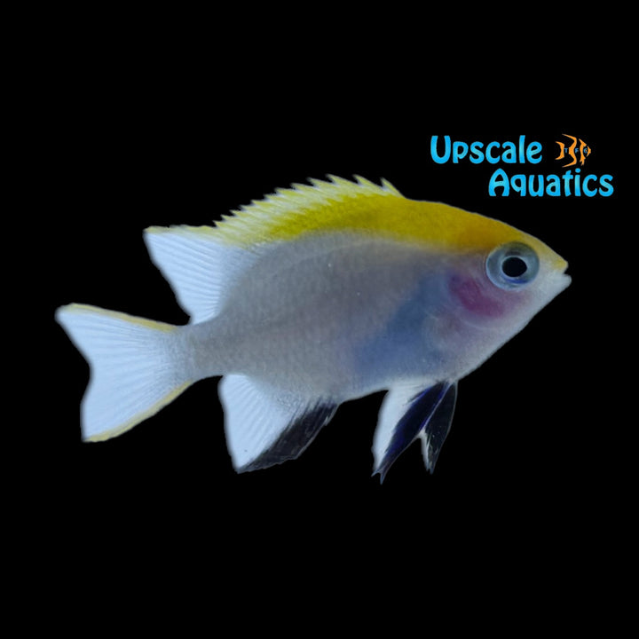 Bluefin Damsel (Neoglyphidodon melas)