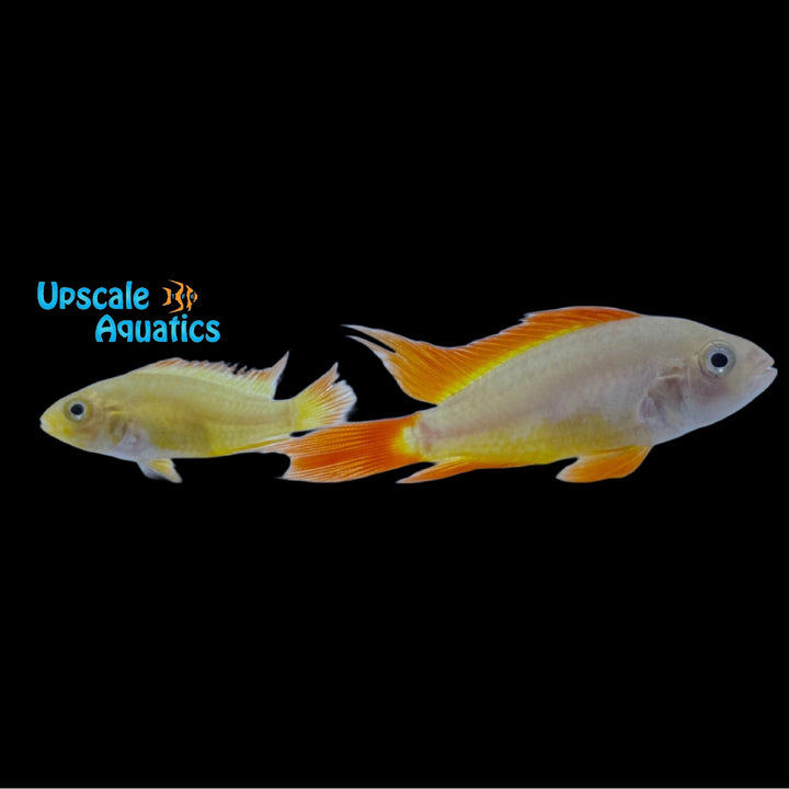 Gold Orange Apisto. Cacatuoides (Apistogramma cacatuoides orange & gold)