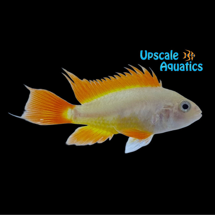 Gold Orange Apisto. Cacatuoides (Apistogramma cacatuoides orange & gold)