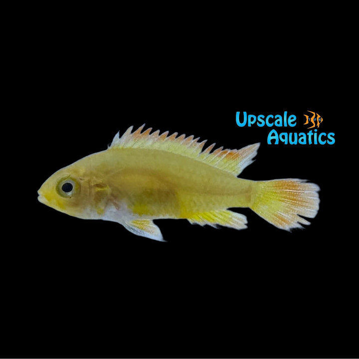 Gold Orange Apisto. Cacatuoides (Apistogramma cacatuoides orange & gold)