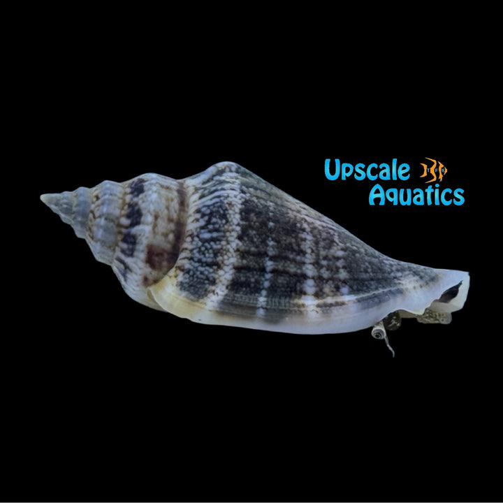 Little Bear Conch (Strombus urceus)