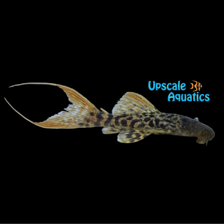 Red Titanic Pleco L273 (Pseudacanthicus sp. L273 red)