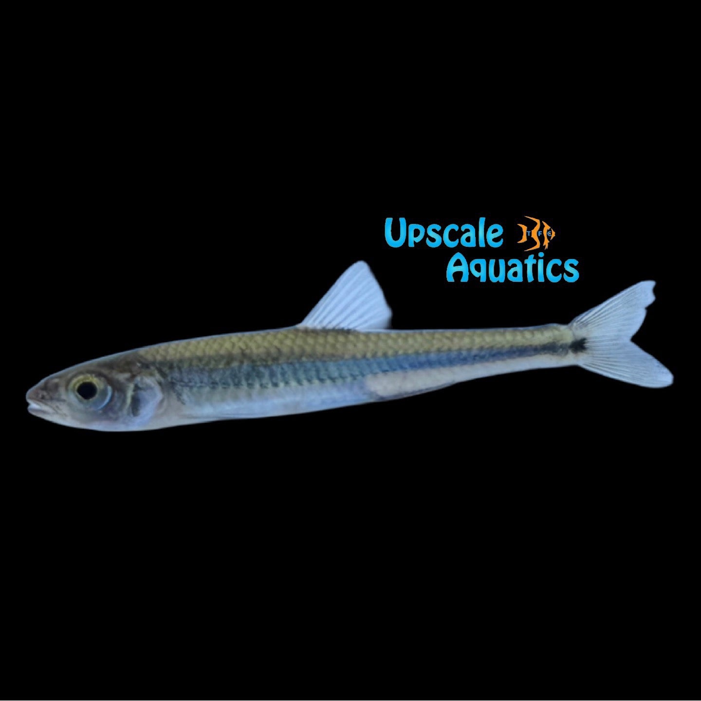 Emerald Shiner (Notropis atherinoides – Upscale Aquatics
