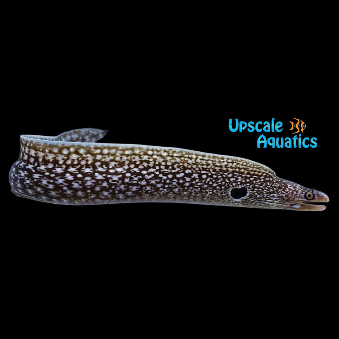 Hourglass Moray Eel (Muraena clepsydra)