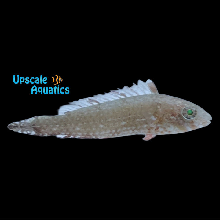 Bucktooth Parrotfish (Sparisoma radians)