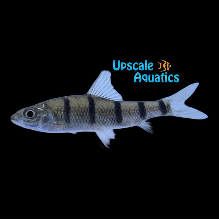 Rainbow Barb (Acrossocheilus iridescens)