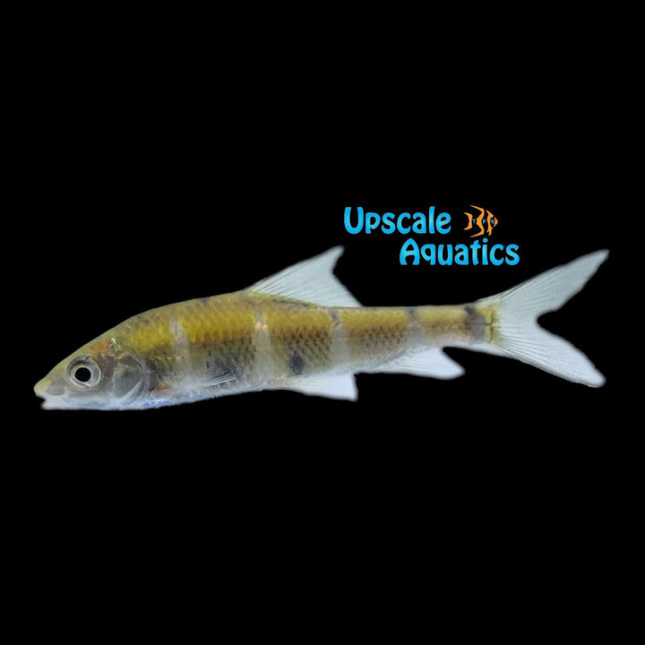 Rainbow Barb (Acrossocheilus iridescens)