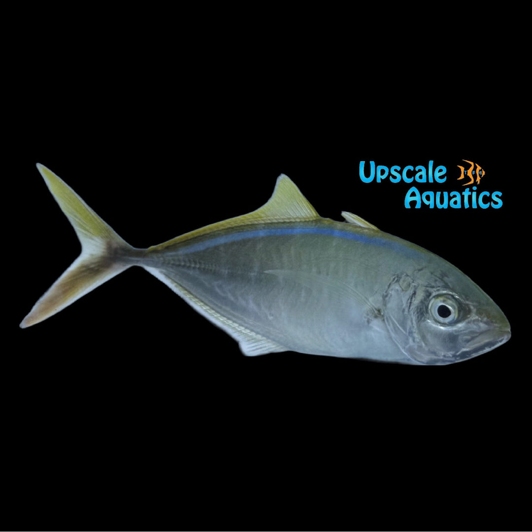 Bar Jack (Caranx ruber)