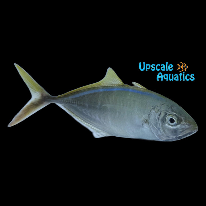 Bar Jack (Caranx ruber)