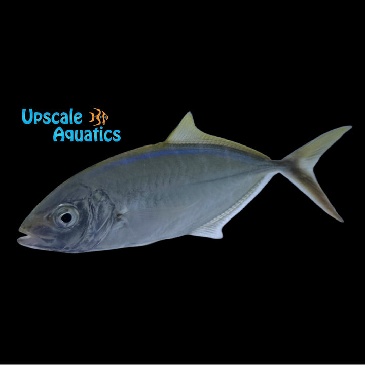 Bar Jack (Caranx ruber)