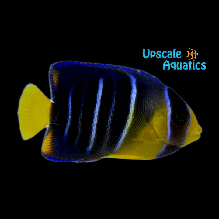 Blue Angelfish - Juvenile (Holacanthus bermudensis)