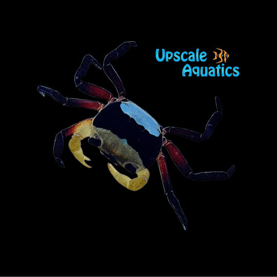 Freshwater Crabs – Upscale Aquatics