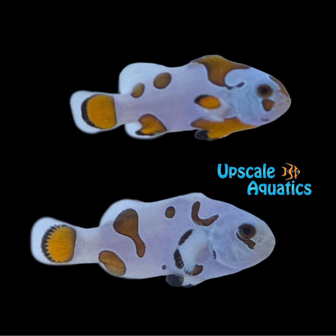 Super Storm Clownfish (Amphiprion ocellaris)