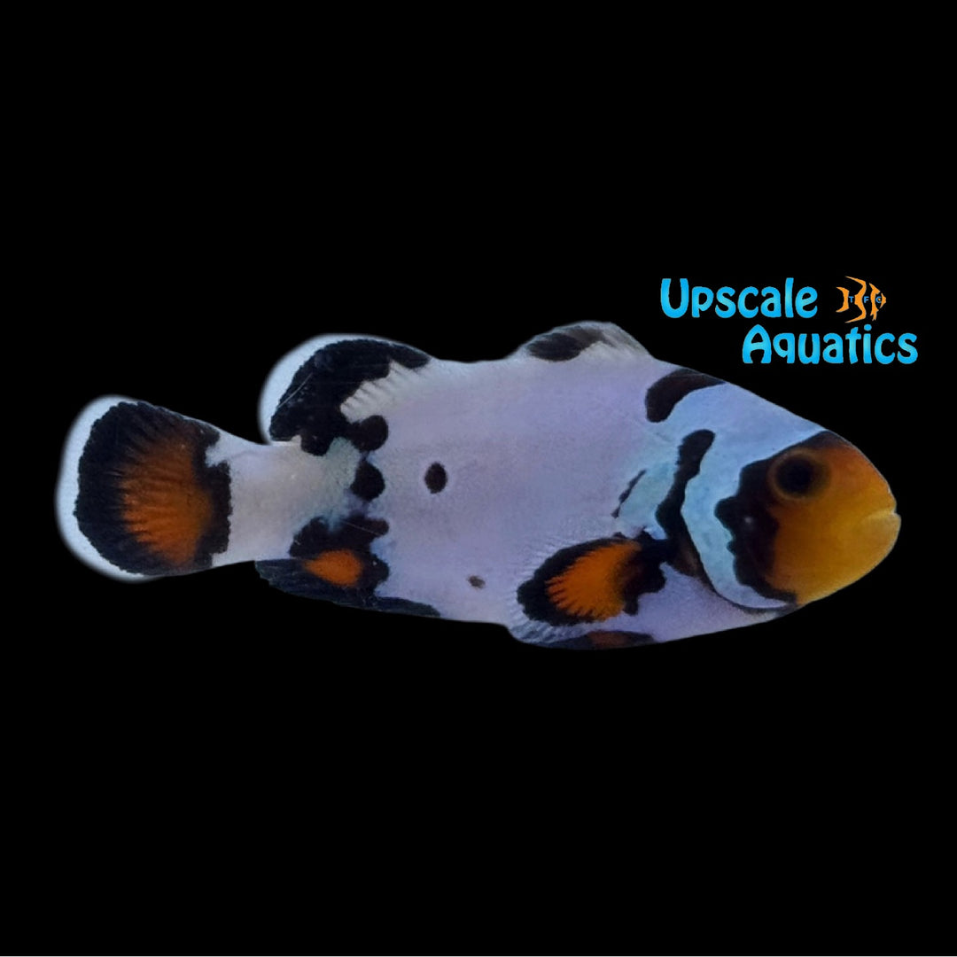 Premium Frostbite Clownfish (Amphiprion ocellaris)