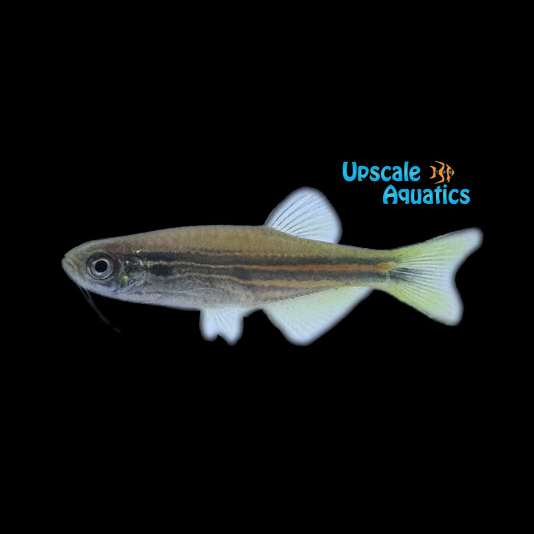 Yellow & Blue Hikari Danio (Danio dichromatus)