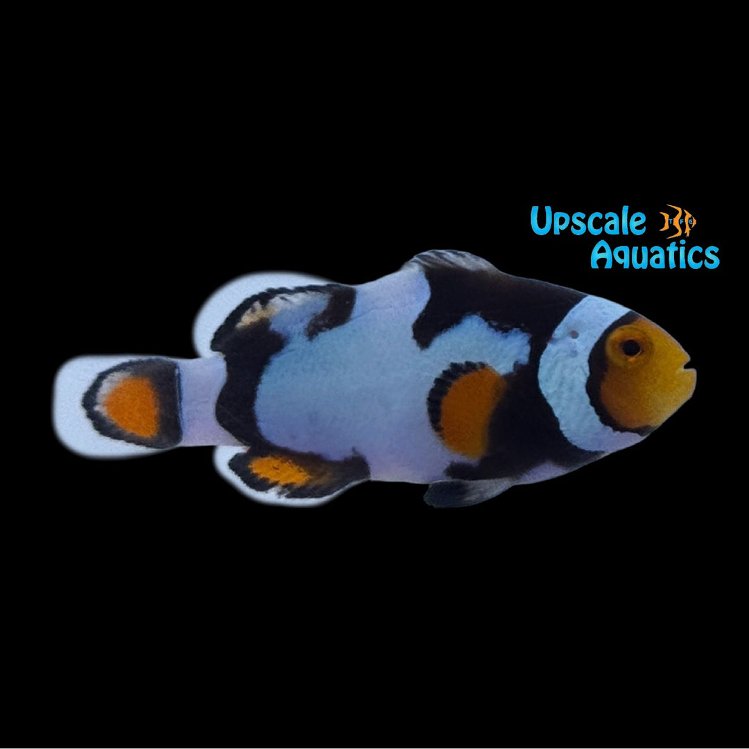 Nebula Picasso Percula Clownfish (Amphiprion percula)