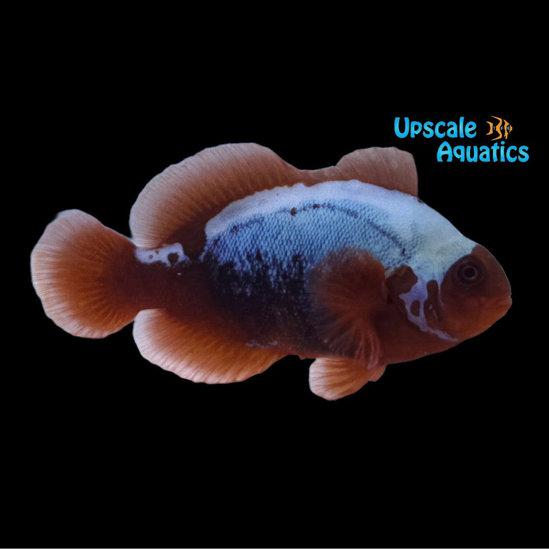 Extreme Snowflake Maroon Clownfish (Premnas biaculeatus)