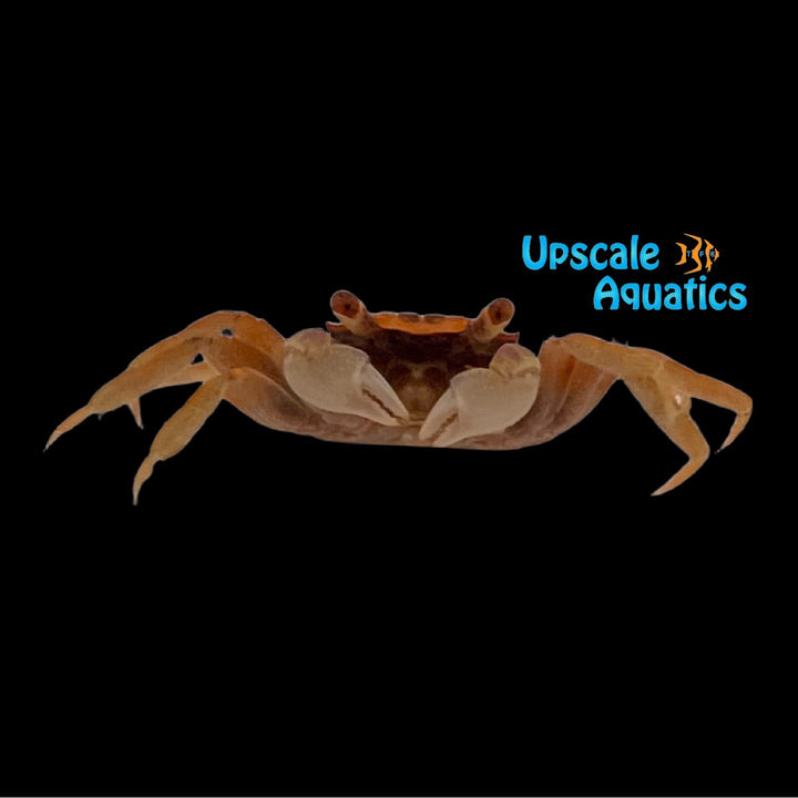 Orange Cream Vampire Crab (Geosesarma sp.)
