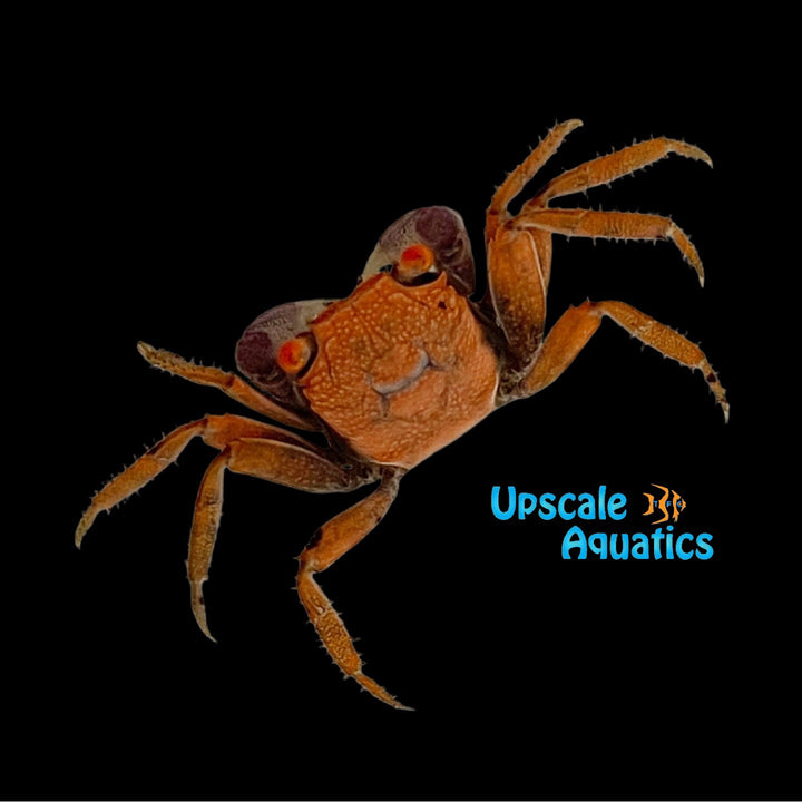 Orange Cream Vampire Crab (Geosesarma sp.)