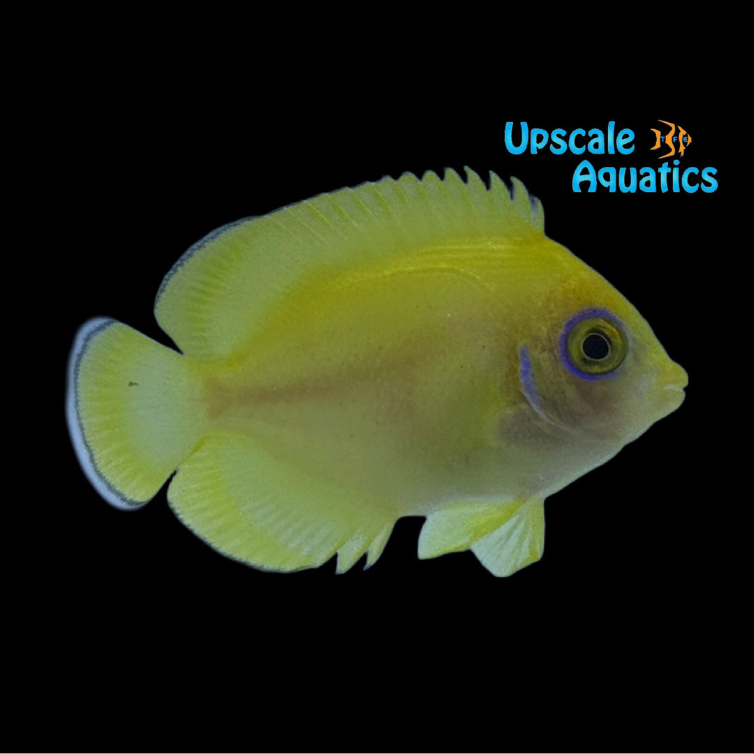 Lemonpeel Angelfish 'Captive Bred' (Centropyge flavissima)