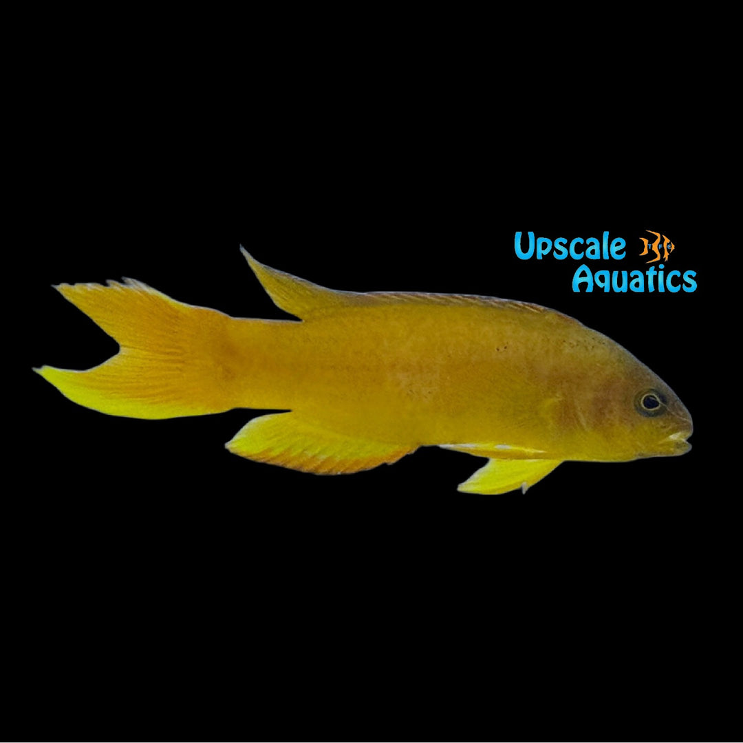 Yellow Assessor Basslet  'Captive Bred' (Assessor flavissimus)