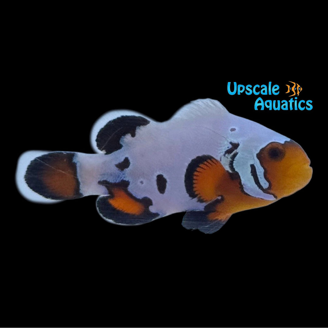 Extreme Snowflake Clownfish (Amphiprion ocellaris)