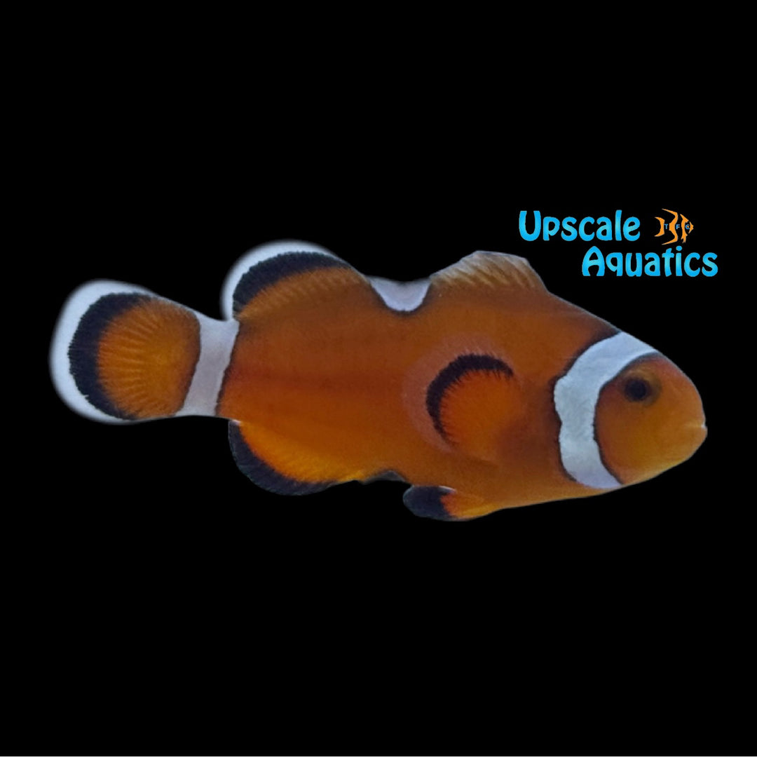 Extreme Misbar Ocellaris Clownfish (Amphiprion ocellaris)