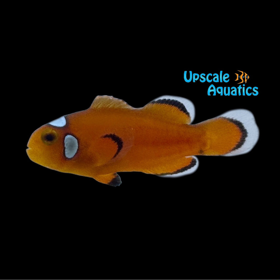Orange Domino Clownfish (Amphiprion ocellaris)
