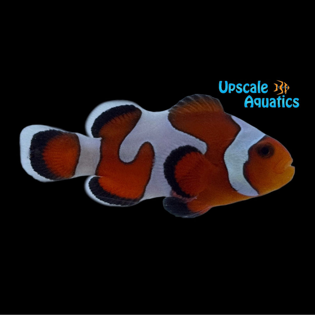 Gladiator Clownfish (Amphiprion ocellaris)