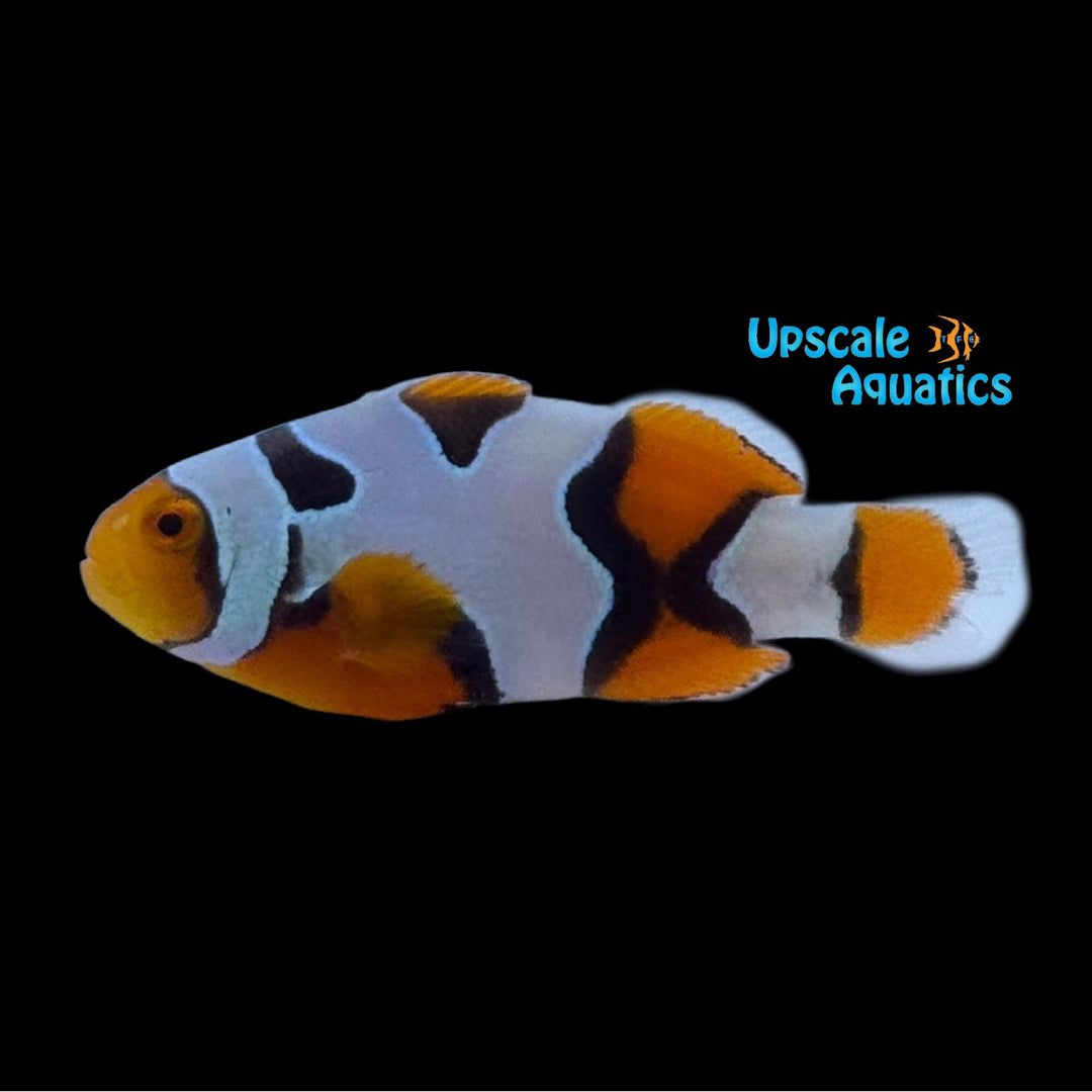 Premium Onyx Picasso Clownfish (Amphiprion percula)