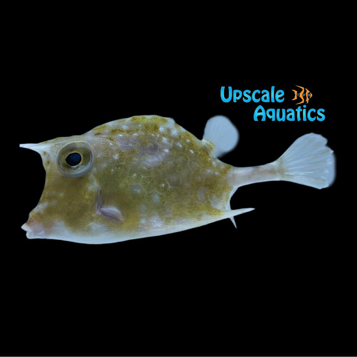 Island Cowfish (Acanthostracion notacanthus)