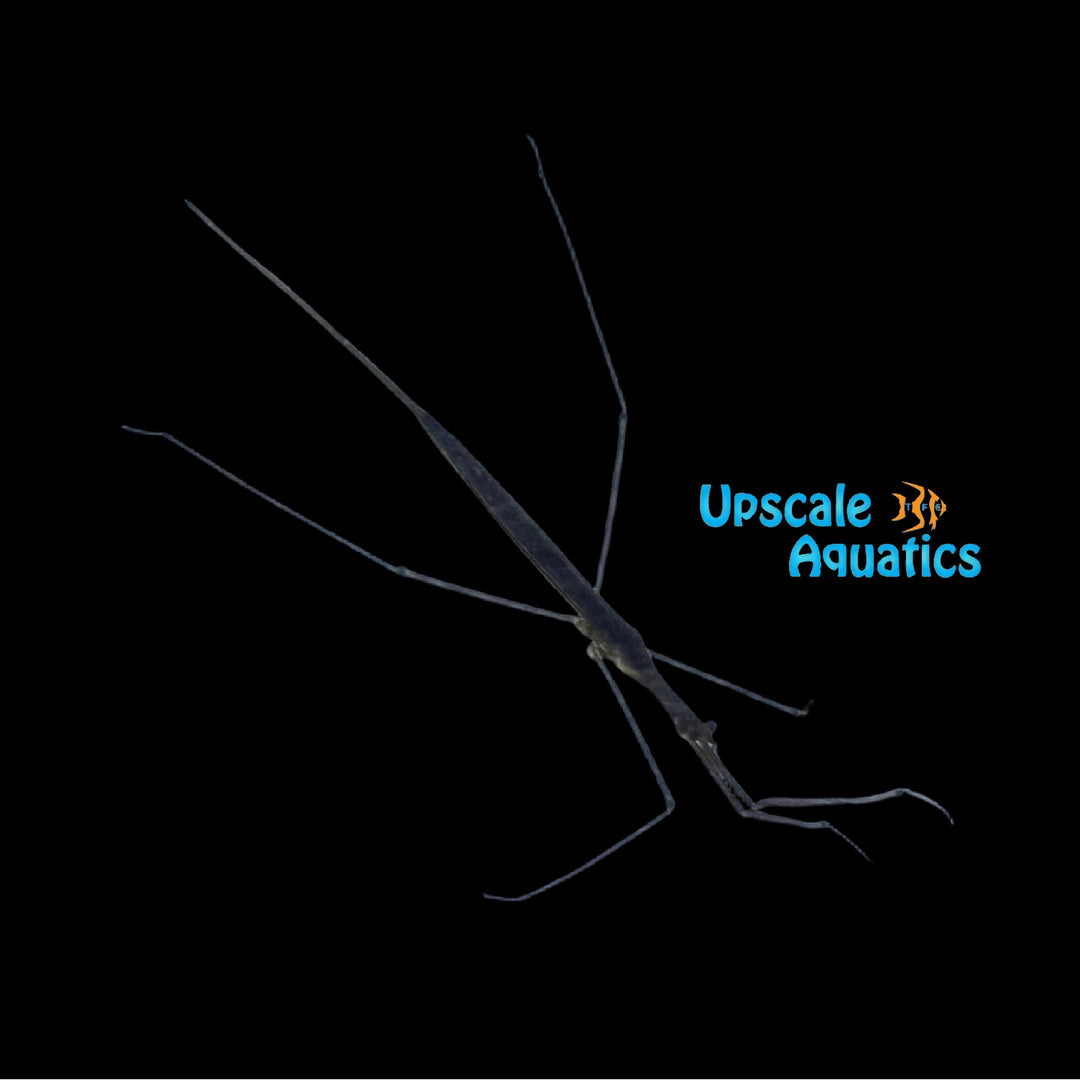 Water Scorpion (Ranatra quadridentata)