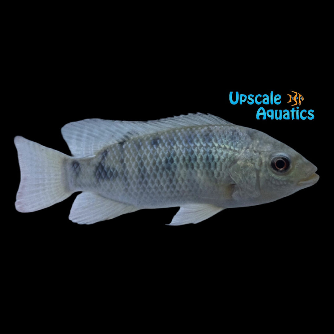 Nile Tilapia (Oreochromis niloticus)