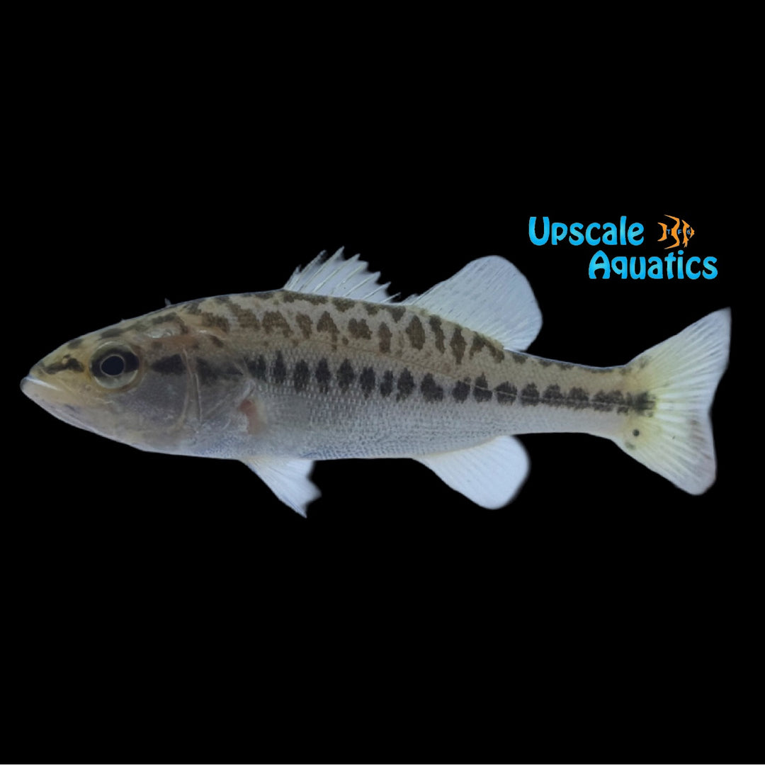 Florida Bass (Micropterus salmoides)