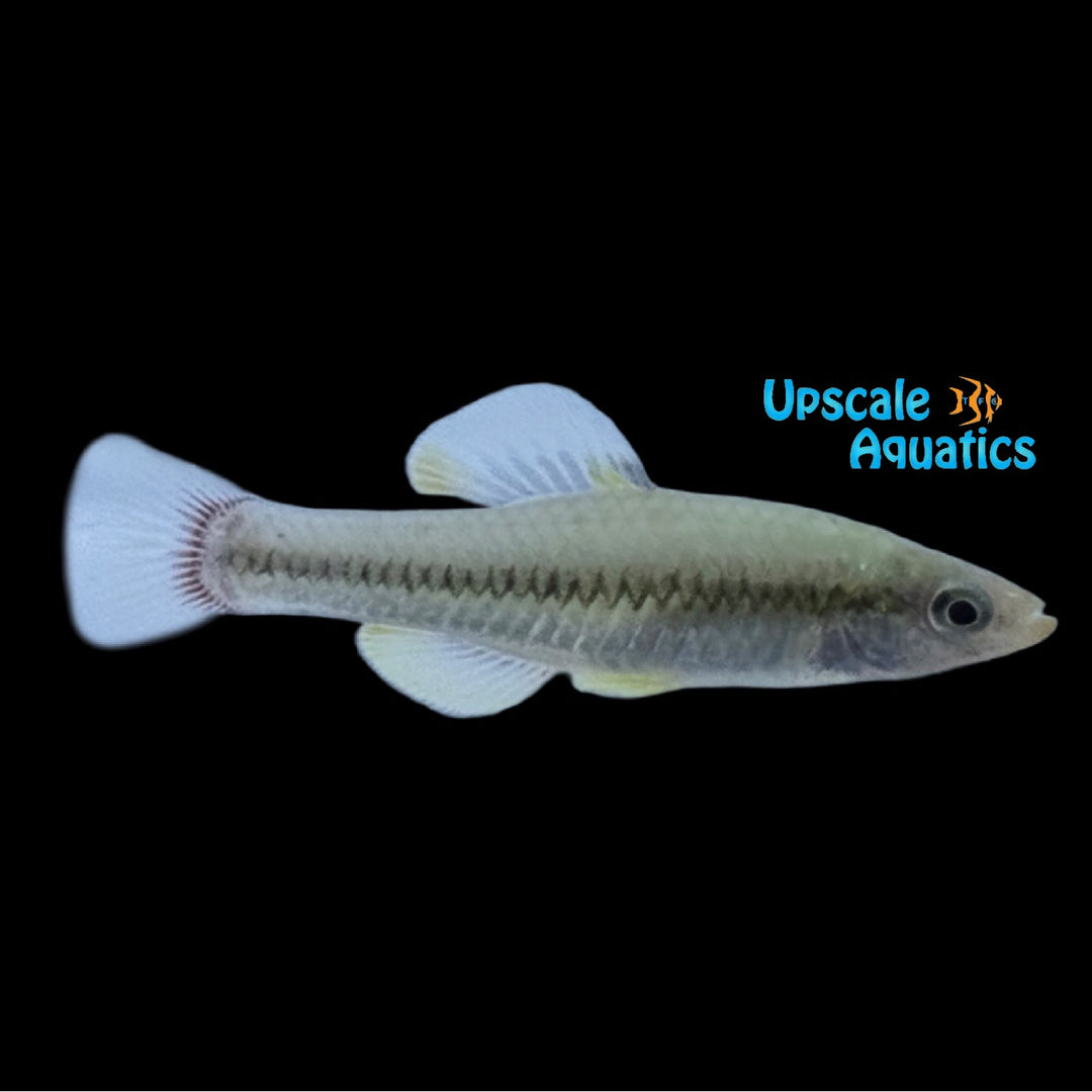 Bluefin Killifish (Lucania goodei)