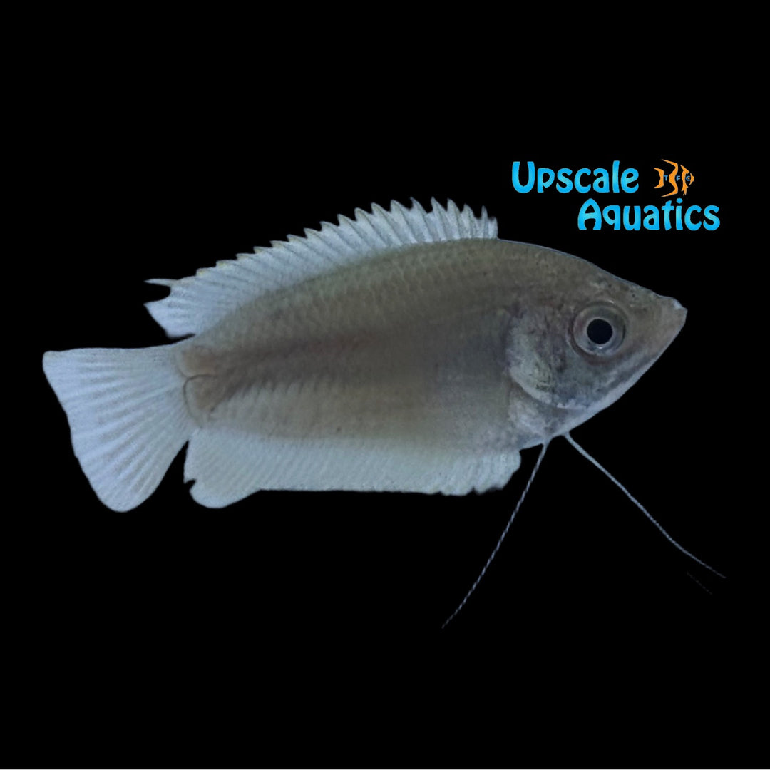 Honey Gourami 'Wild' (Trichogaster chuna)