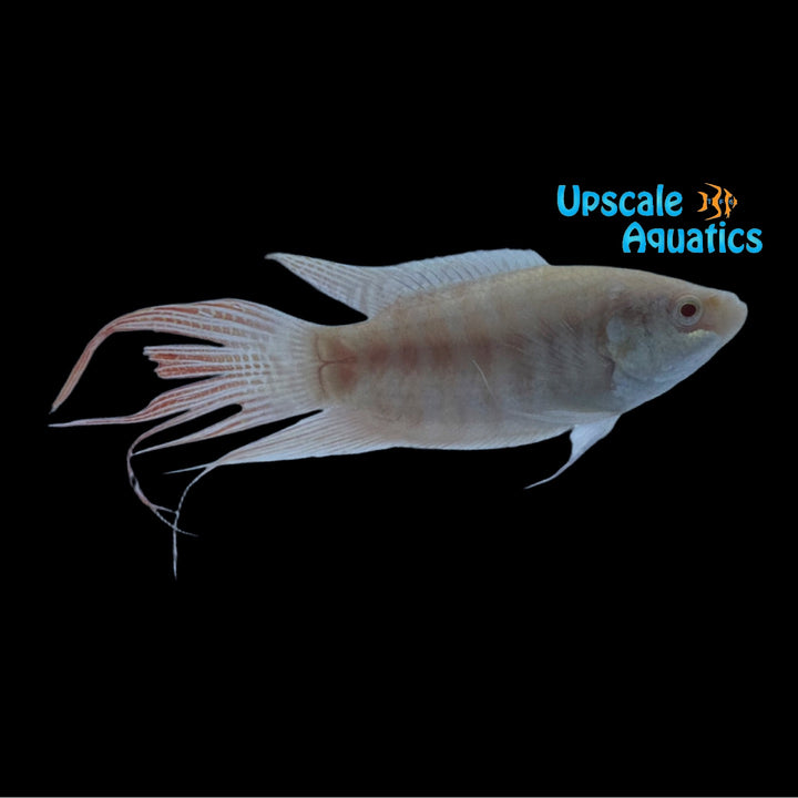 Albino Paradise Gourami (Macropodus opercularis)