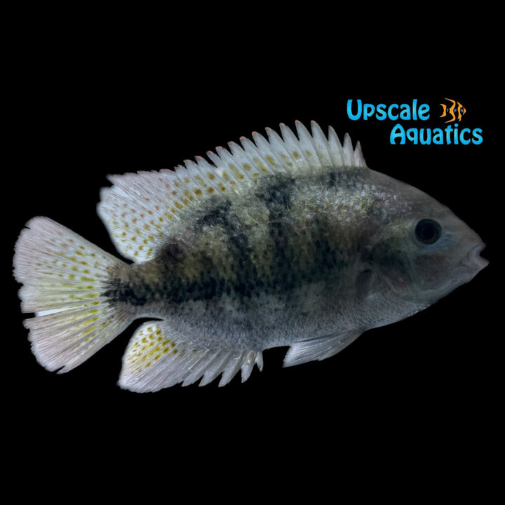 Vieja Fenestratus