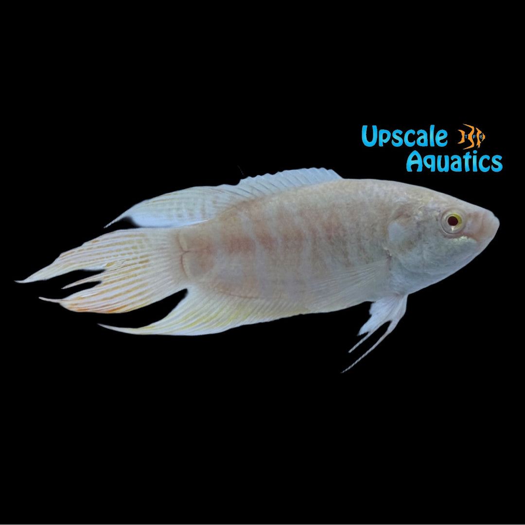 Albino Paradise Gourami (Macropodus opercularis)