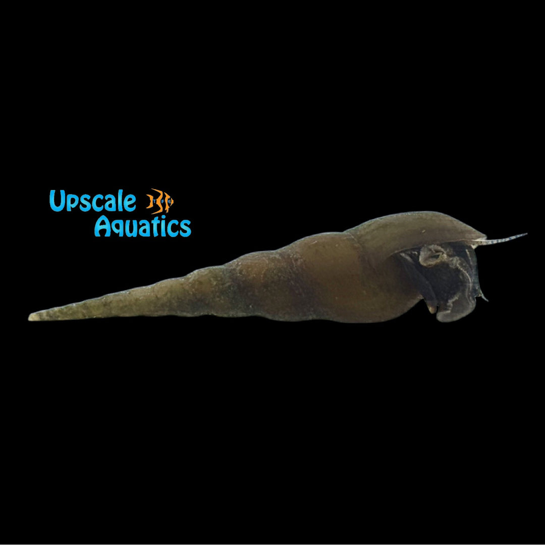 Yellow Chopstick Snail (Stenomelania plicaria)