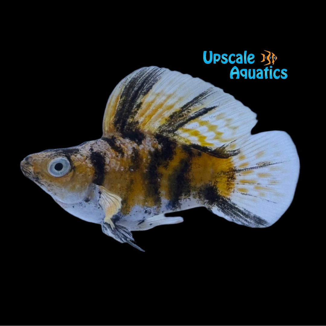 Orange Tiger Sailfin Balloon Molly (Poecilia velifera)