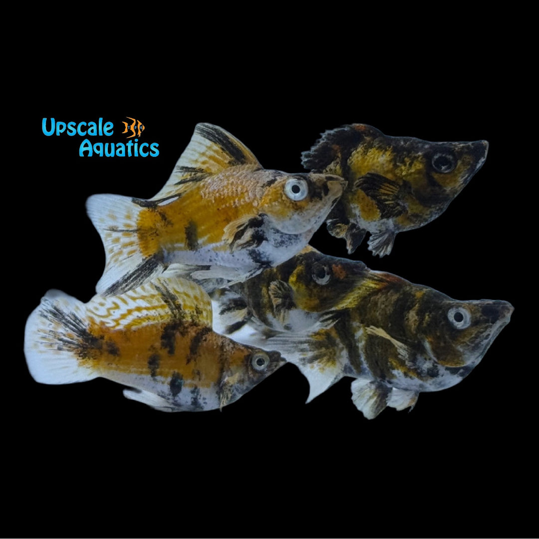 Orange Tiger Sailfin Balloon Molly (Poecilia velifera)