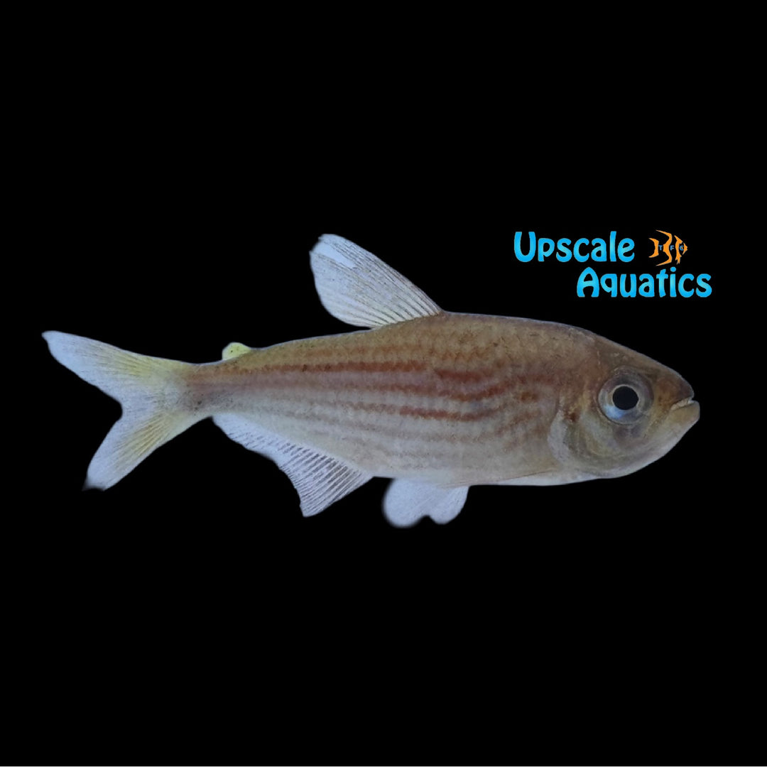 Redline Moenkhausia Tetra (Moenkhausia agnesae)