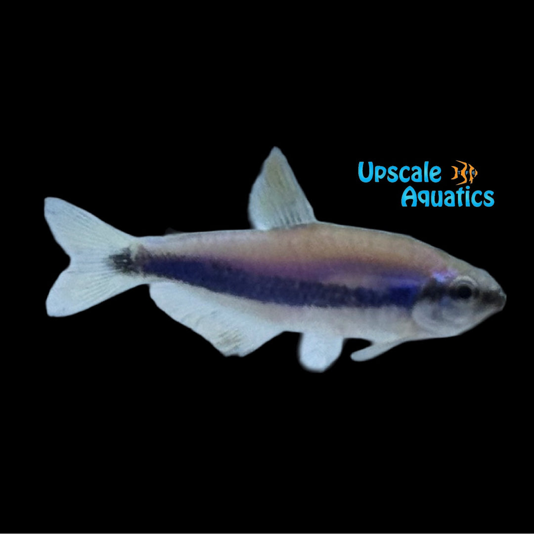King Tetra (Inpaichthys kerri)