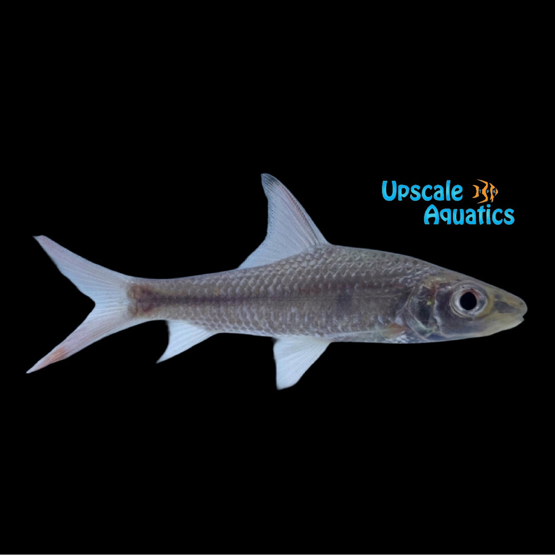 Borneo Redfin Silver Shark (Cyclocheilichthys janthochir)