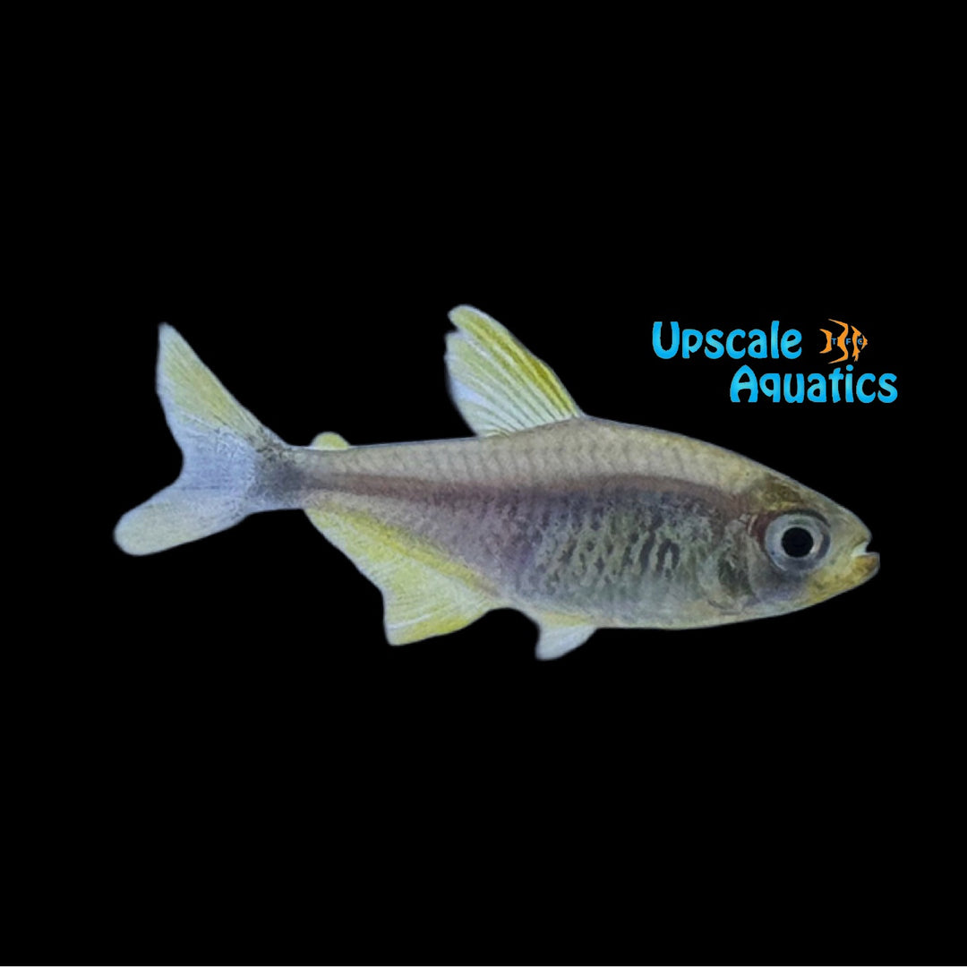 Junior Tetra (Hyphessobrycon robustulus)